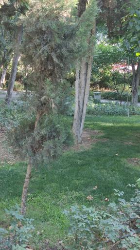 عکس پارک شهید چمران