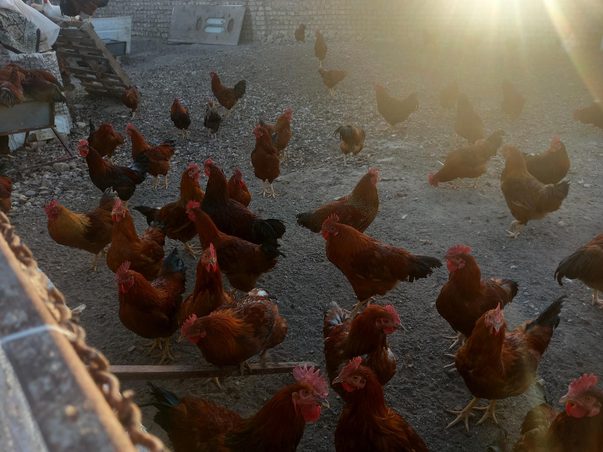 عکس مزرعه مرغ و خروس مرادآباد