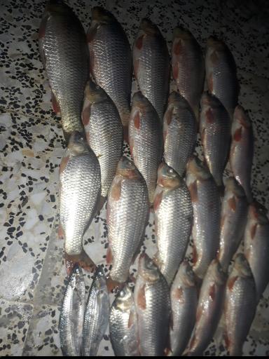 عکس لوازم ماهیگیری کمپ ساری 