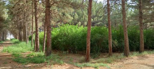 عکس پارک فدک پایگاه هوایی