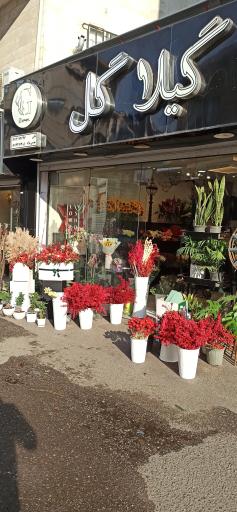 عکس گیلا گل