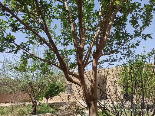 عکس مسجد قدیمی خیرالنساء 