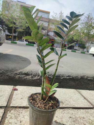 عکس گلفروشی ناب