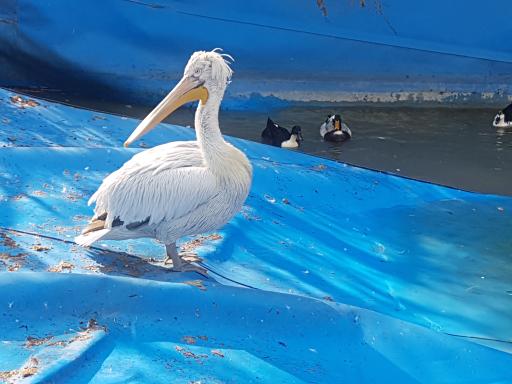 عکس دریاچه بوستان ملت