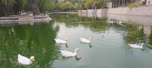 عکس دریاچه بوستان ملت