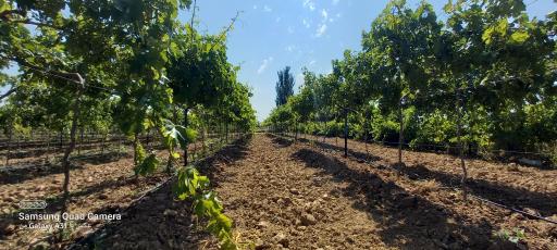 عکس تاکستان