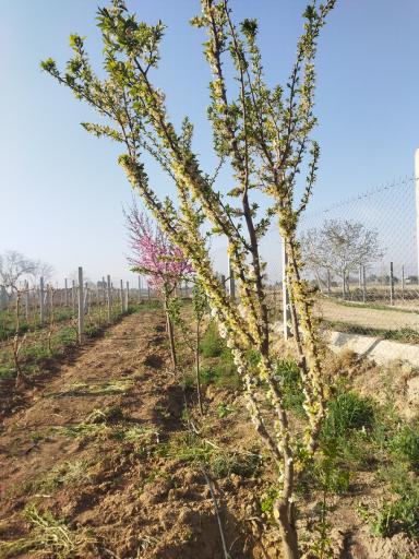 عکس تاکستان