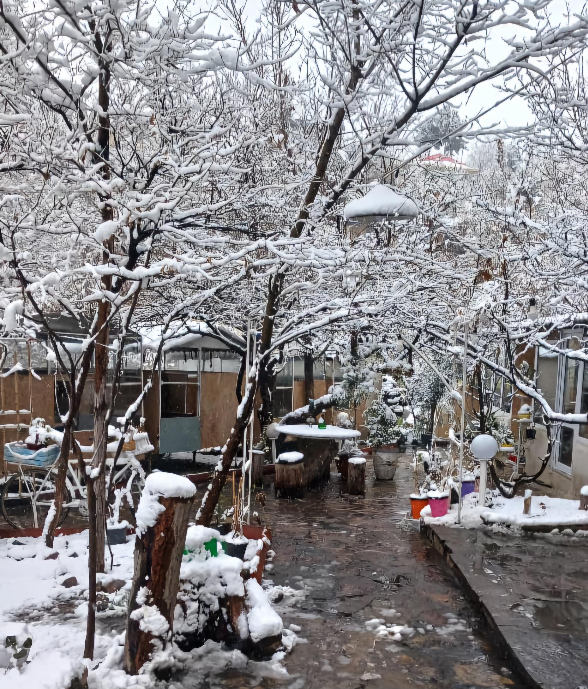 عکس باغچه رستوران شاران