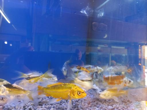 عکس آکواریوم کاسپین پاکدشت