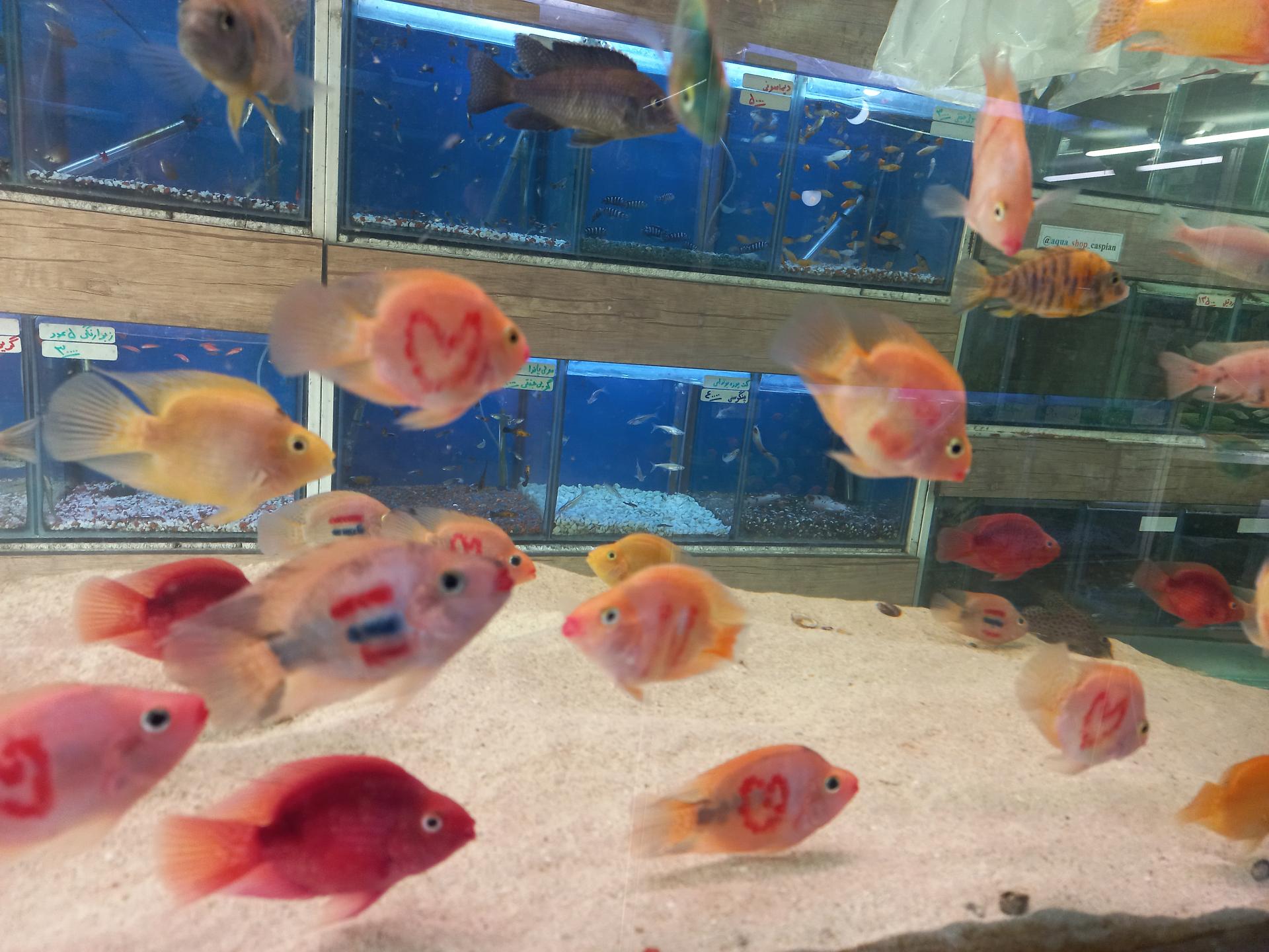 عکس آکواریوم کاسپین پاکدشت