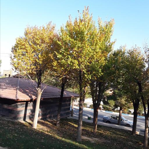 عکس پارک معلم شهرضا - امامزاده شاهرضا