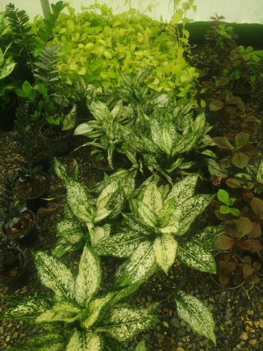 عکس گلکده مینا