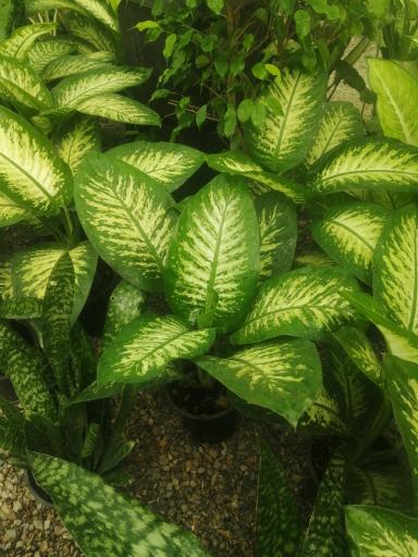 عکس گلکده مینا