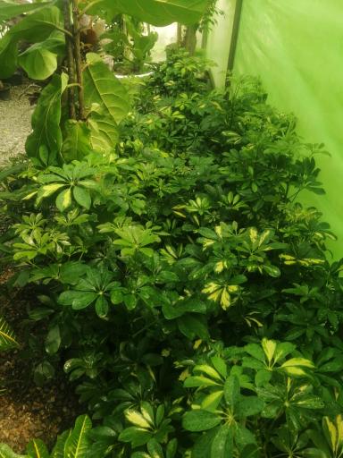 عکس گلکده مینا