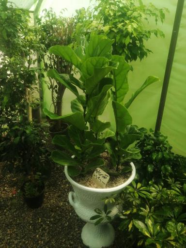 عکس گلکده مینا