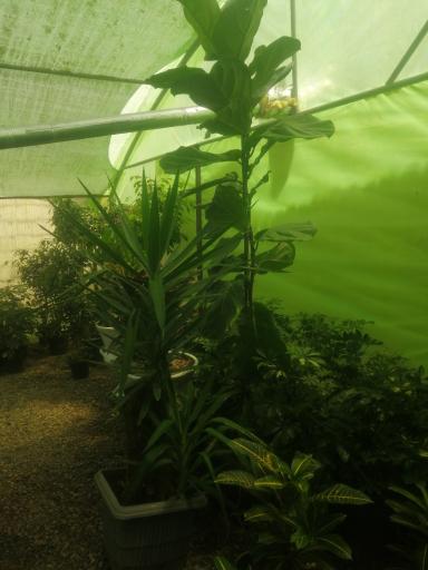 عکس گلکده مینا