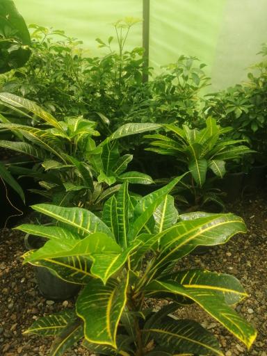 عکس گلکده مینا