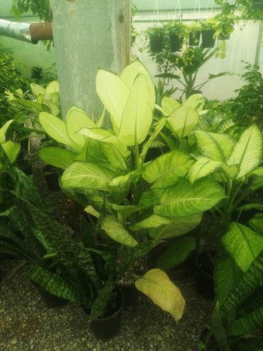 عکس گلکده مینا