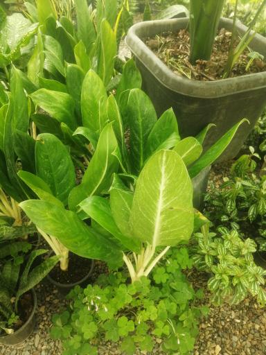 عکس گلکده مینا