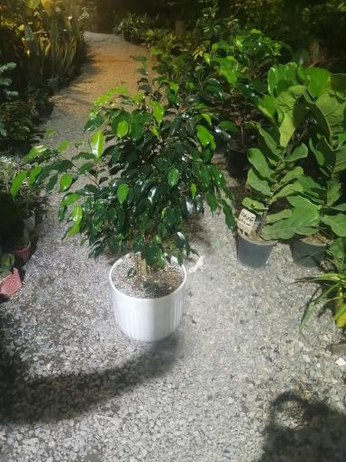 عکس گلکده مینا