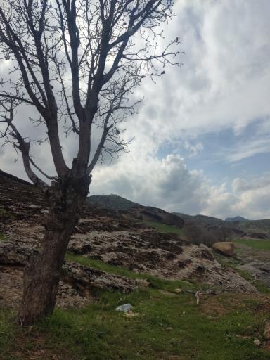 مخمل کوه 