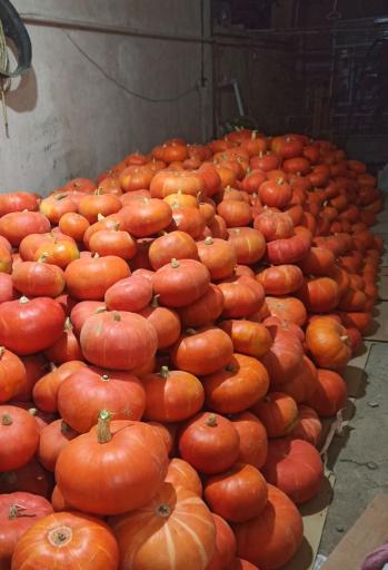 عکس پخش محصولات کشاورزی 