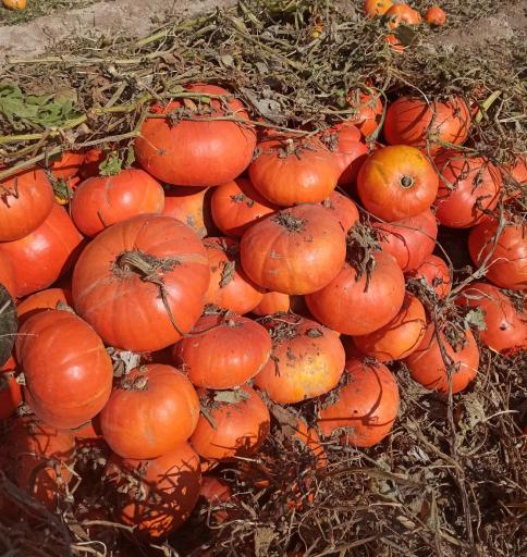 عکس پخش محصولات کشاورزی 