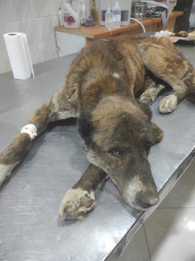 عکس کلینیک دامپزشکی و پت شاپ دکتر حاجی نژاد 