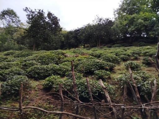 عکس شیشارستان