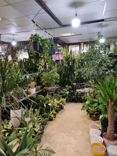 عکس کلینیک گل و گیاه خانواده