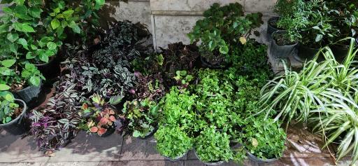 عکس کلینیک گل و گیاه خانواده