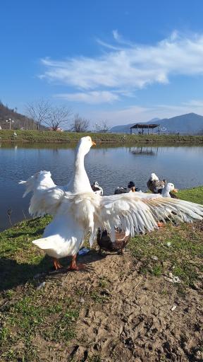 عکس استخر طبیعی مرکیه ماسال