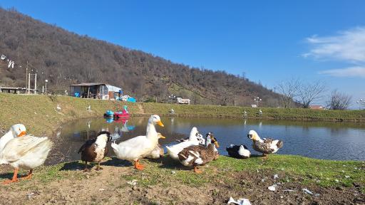 عکس استخر طبیعی مرکیه ماسال