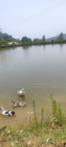 عکس استخر طبیعی مرکیه ماسال