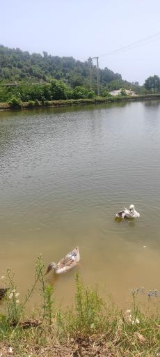 عکس استخر طبیعی مرکیه ماسال