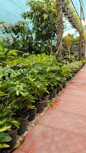 عکس گُلِن مشهد 