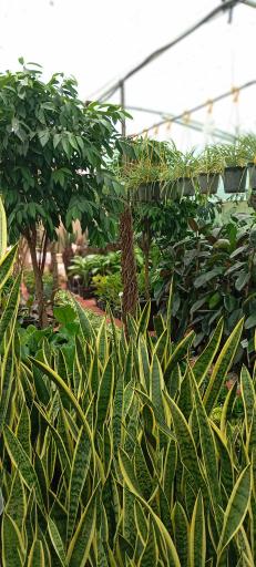 عکس گُلِن مشهد 