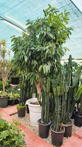 عکس گُلِن مشهد 