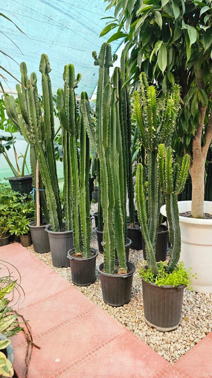 عکس گُلِن مشهد 