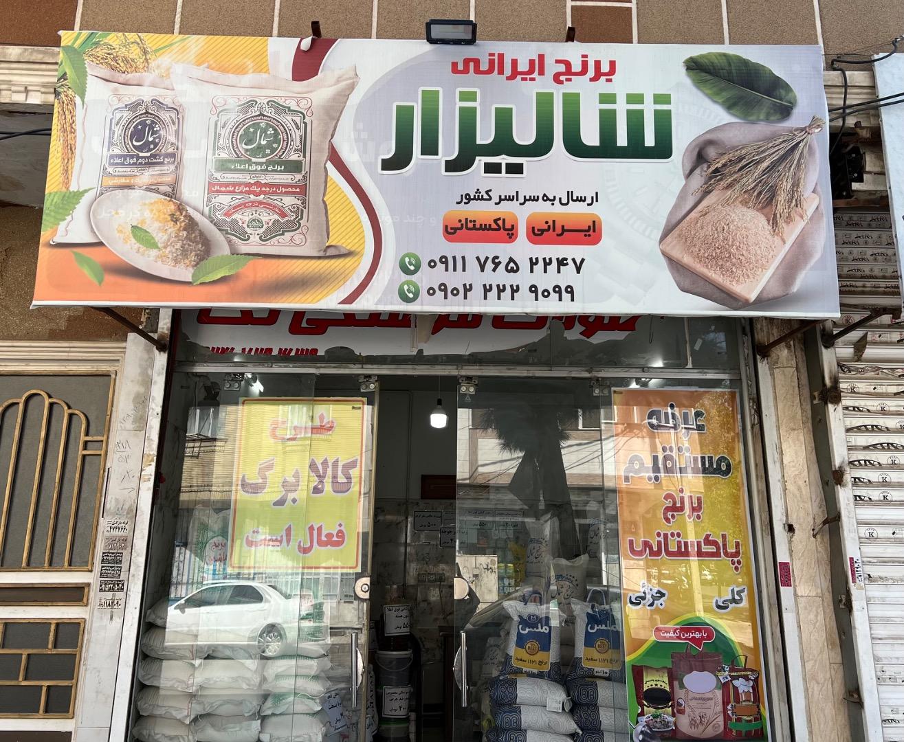 عکس برنج ایرانی شالیزار 