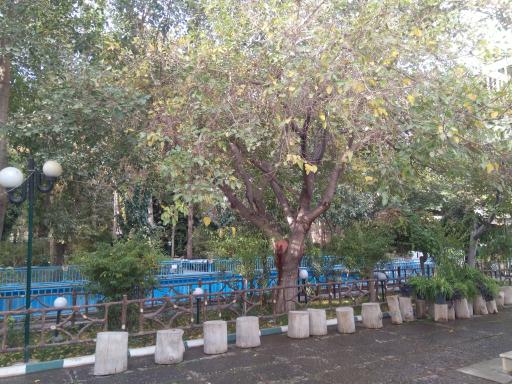 عکس خانه معلم شماره ۴ (باغ کاشفی)