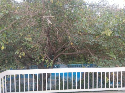 عکس خانه معلم شماره ۴ (باغ کاشفی)