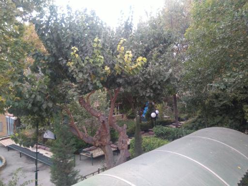 عکس خانه معلم شماره ۴ (باغ کاشفی)