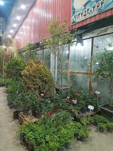 گلخانه مسترگل