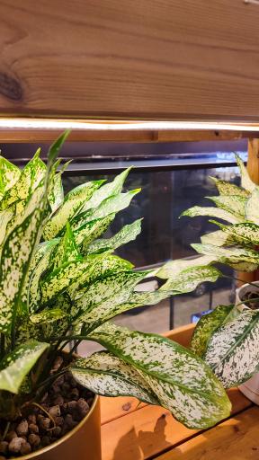 عکس مجتمع گل و گیاه گلزار بهاره