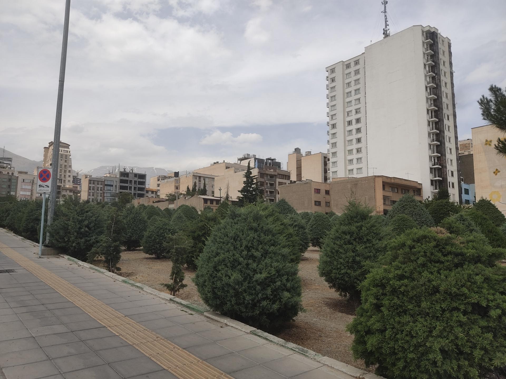 عکس بوستان کاج