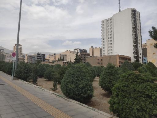 عکس بوستان کاج