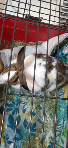 عکس درمانگاه دامپزشکی دکتر صداقت 