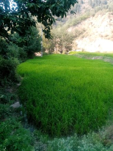 عکس تنگه چهل چای