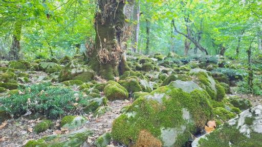 عکس تنگه چهل چای